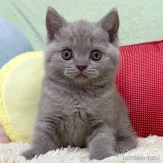 販売中の大阪府のブリティッシュショートヘア-115416の1枚目