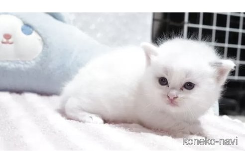 販売中の岐阜県のラグドール-118183の3枚目
