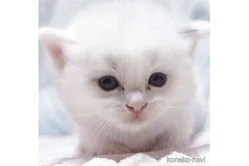 販売中の岐阜県のラグドール-118183