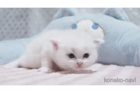 販売中の岐阜県のラグドール-118183の4枚目