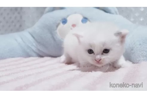 販売中の岐阜県のラグドール-118183の5枚目