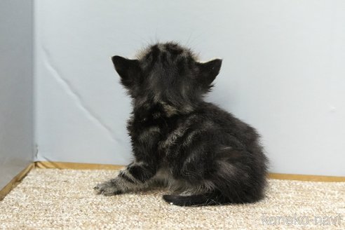 販売中の埼玉県のアメリカンショートヘア-118184の5枚目
