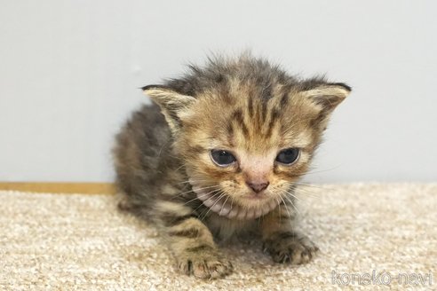 販売中の埼玉県のアメリカンショートヘア-118186の4枚目
