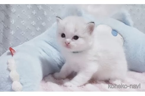 販売中の岐阜県のラグドール-118187の2枚目