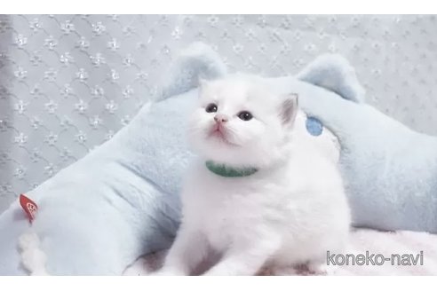 販売中の岐阜県のラグドール-118187の3枚目