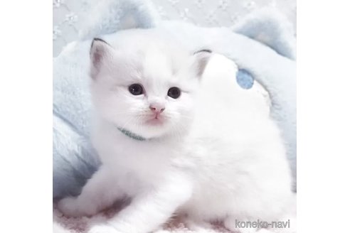 販売中の岐阜県のラグドール-118187