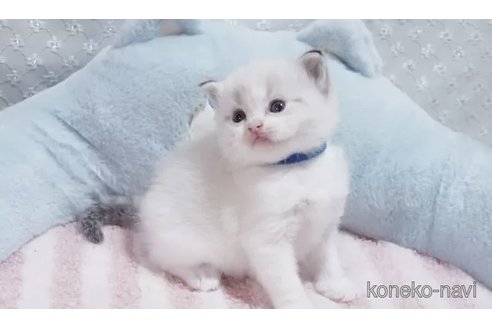 販売中の岐阜県のラグドール-118188の2枚目