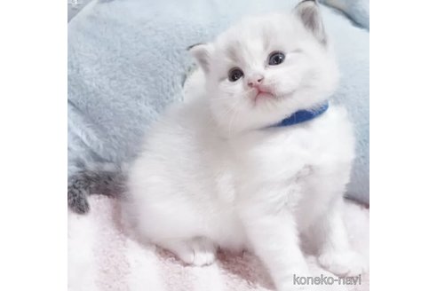 販売中の岐阜県のラグドール-118188の1枚目