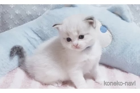 販売中の岐阜県のラグドール-118188の3枚目