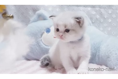 販売中の岐阜県のラグドール-118188の4枚目