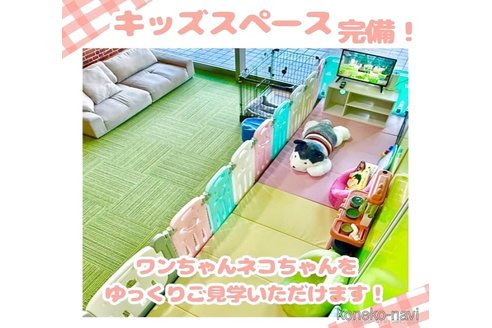 販売中の千葉県のミヌエット-118256の9枚目