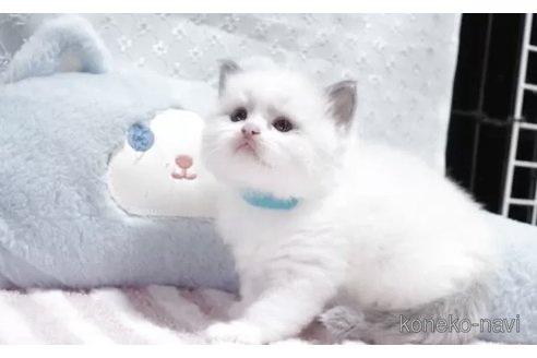 販売中の岐阜県のラグドール-118190の2枚目