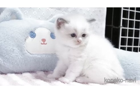 販売中の岐阜県のラグドール-118190の3枚目