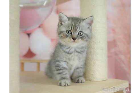 販売中の千葉県のミヌエット-118254の19枚目