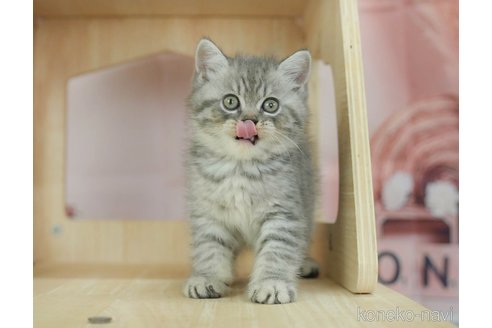 販売中の千葉県のミヌエット-118254の18枚目
