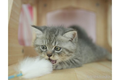 販売中の千葉県のミヌエット-118254の12枚目