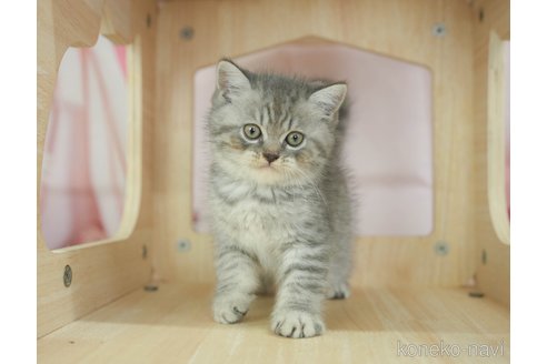販売中の千葉県のミヌエット-118254の11枚目