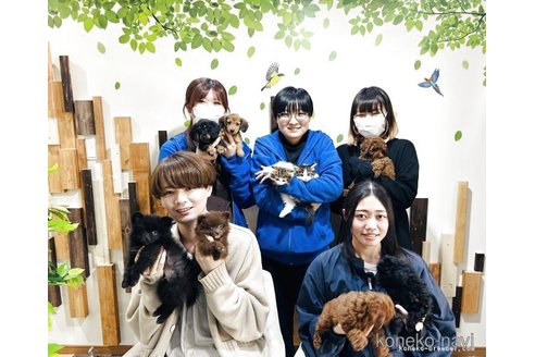 販売中の千葉県のミヌエット-118254の7枚目