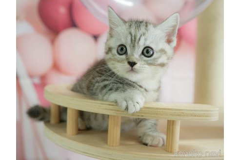 販売中の千葉県のマンチカン-118250の13枚目