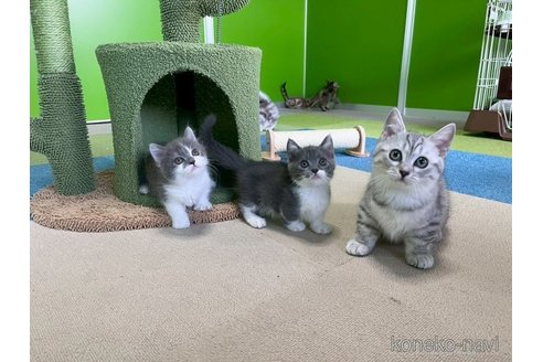 販売中の千葉県のマンチカン-118250の3枚目