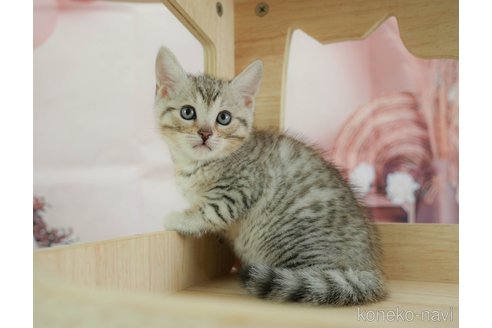 販売中の千葉県のマンチカン-118249の18枚目
