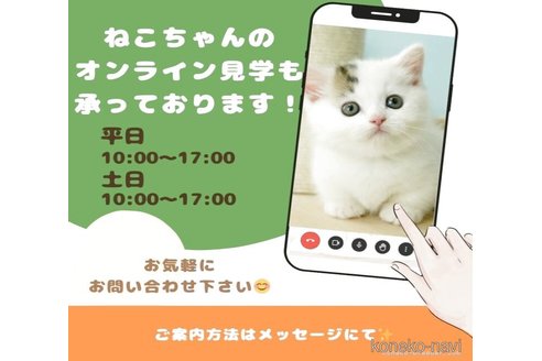 販売中の千葉県のマンチカン-118249の14枚目