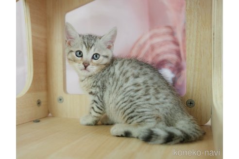 販売中の千葉県のマンチカン-118249の11枚目