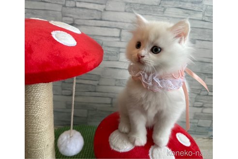 販売中の千葉県のマンチカン-116090の2枚目
