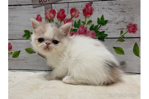 販売中の山梨県のエキゾチックショートヘア-118199の10枚目