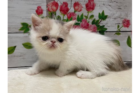 販売中の山梨県のエキゾチックショートヘア-118199の11枚目