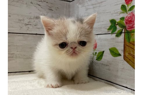 販売中の山梨県のエキゾチックショートヘア-118199の12枚目