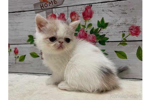 販売中の山梨県のエキゾチックショートヘア-118199の1枚目
