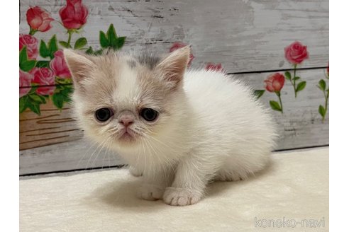 販売中の山梨県のエキゾチックショートヘア-118199の2枚目