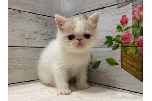 販売中の山梨県のエキゾチックショートヘア-118199の4枚目