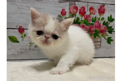 販売中の山梨県のエキゾチックショートヘア-118199の5枚目