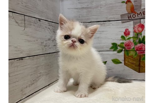 販売中の山梨県のエキゾチックショートヘア-118199の6枚目
