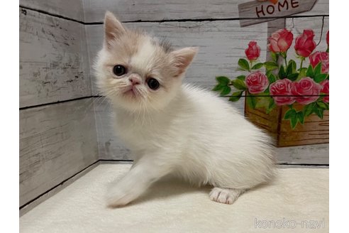 販売中の山梨県のエキゾチックショートヘア-118199の7枚目
