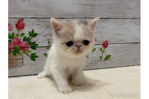 販売中の山梨県のエキゾチックショートヘア-118199の9枚目