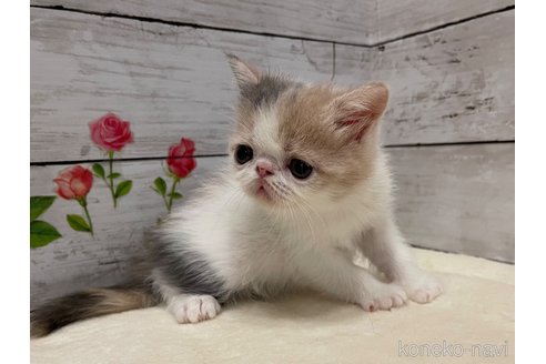 販売中の山梨県のエキゾチックショートヘア-118200の10枚目