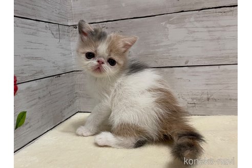 販売中の山梨県のエキゾチックショートヘア-118200の1枚目
