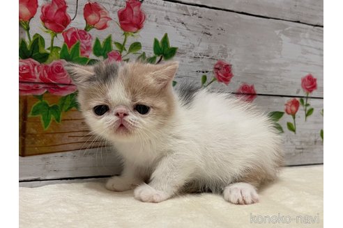 販売中の山梨県のエキゾチックショートヘア-118200の12枚目