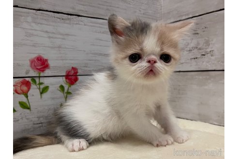販売中の山梨県のエキゾチックショートヘア-118200の11枚目