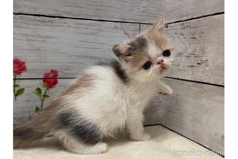 販売中の山梨県のエキゾチックショートヘア-118200の13枚目