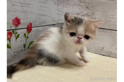 販売中の山梨県のエキゾチックショートヘア-118200の2枚目