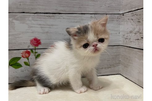 販売中の山梨県のエキゾチックショートヘア-118200の5枚目