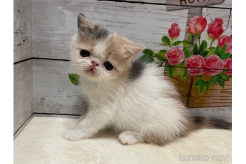 販売中の山梨県のエキゾチックショートヘア-118200の4枚目