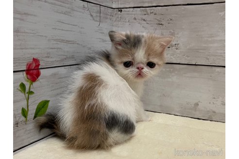 販売中の山梨県のエキゾチックショートヘア-118200の8枚目