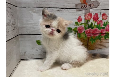 販売中の山梨県のエキゾチックショートヘア-118200の7枚目