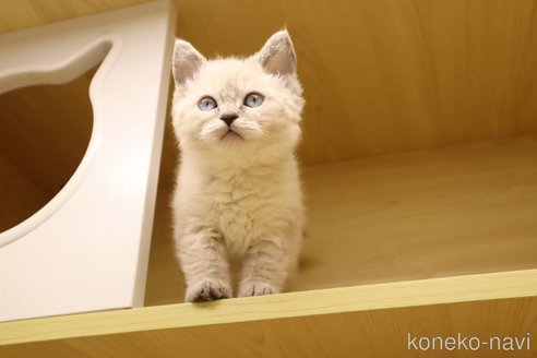 成約済の東京都のセルカークレックス-117365の4枚目