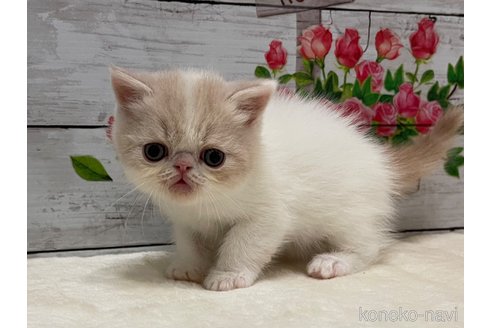 販売中の山梨県のエキゾチックショートヘア-118201の4枚目
